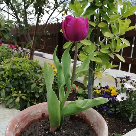 Olympus Hébergement de vacances *