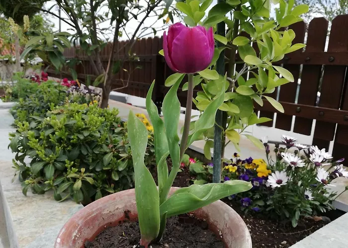 Olympus Hébergement de vacances *